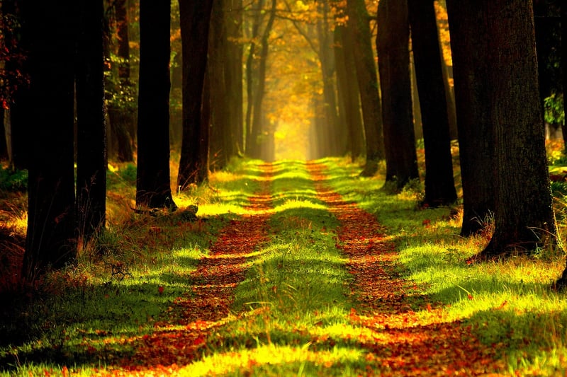 Elf Forest